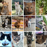 2025 Alley Cat Advocates Wall Calendar