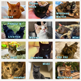 2027 Alley Cat Advocates Wall Calendar