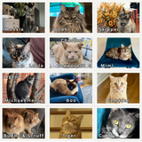2026 Alley Cat Advocates Wall Calendar