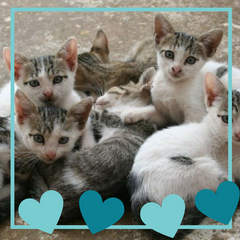 Cluster of Diamonds Sponsorship