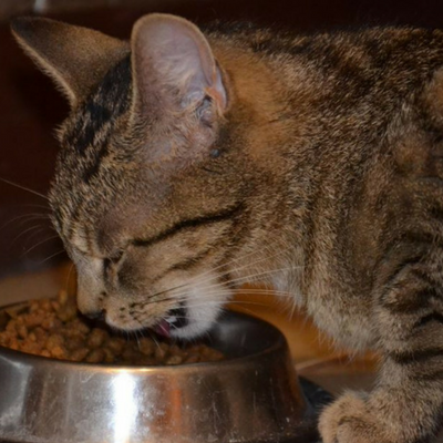 Feed Community Cats in Foster Care