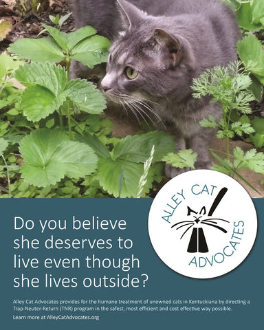 Alley Cat Advocates 16"x20" Poster: Do you believe she deserves to live even though she lives outside?
